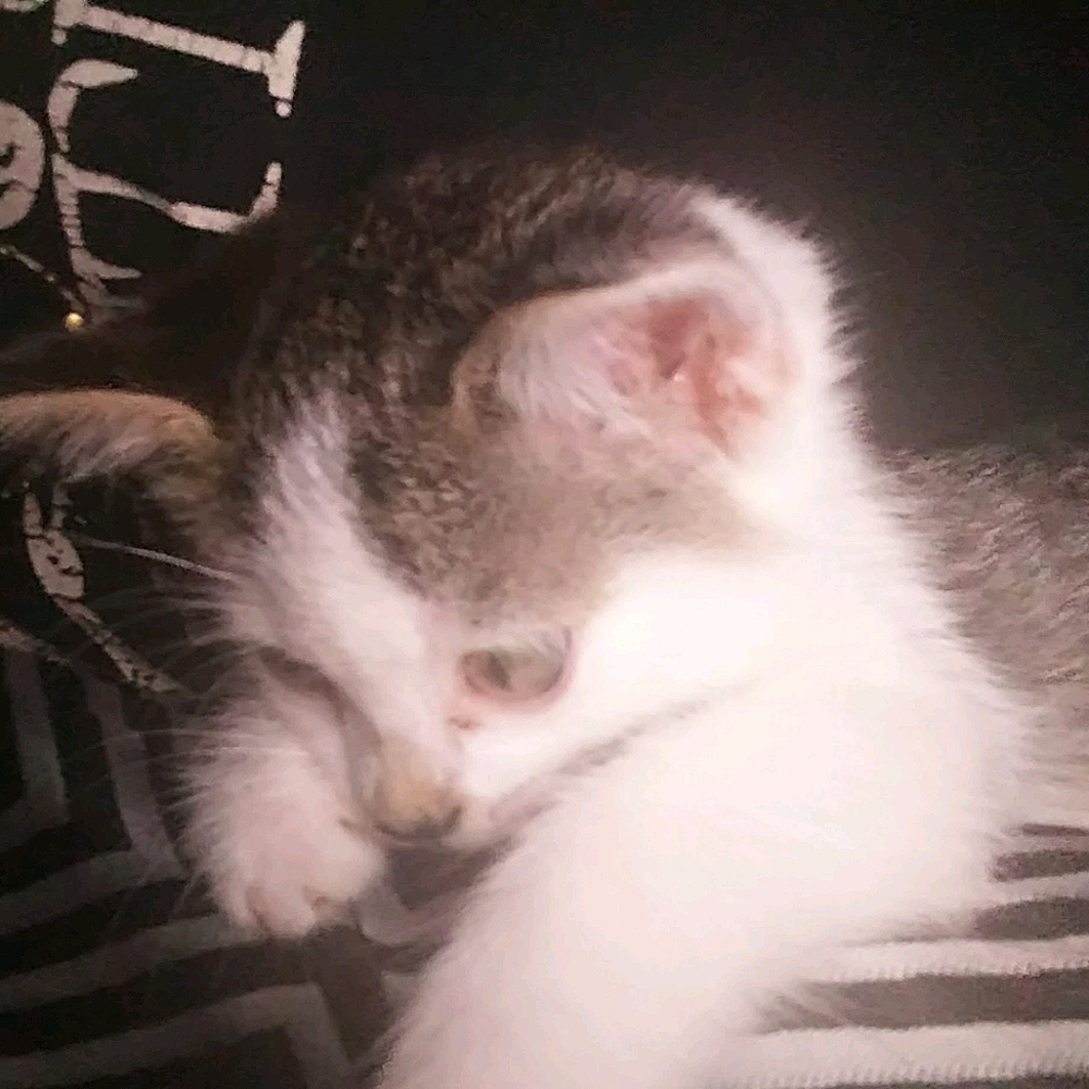 Meet your Posher, Kjula